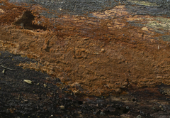 Fuscoporia ferruginosa