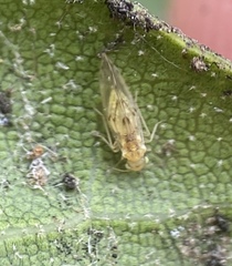 Trichopsocus