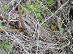 Tillandsia paucifolia