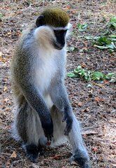 Chlorocebus aethiops