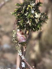 Elasmostethus interstinctus