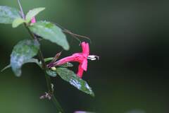 Acanthoideae