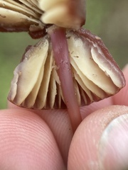 Marasmius plicatulus