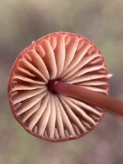 Marasmius plicatulus