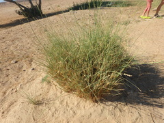 Panicum turgidum