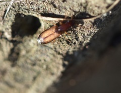 Dromiusina