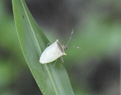 Arvelius albopunctatus