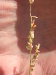 Panicum turgidum