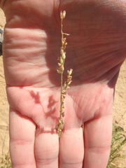 Panicum turgidum