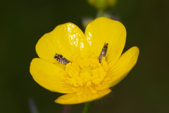 Glyphipterix simpliciella