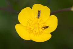Glyphipterix simpliciella