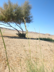 Panicum turgidum