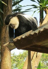 Colobus guereza gallarum