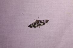 Desmia bajulalis