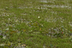 Echinodorus longiscapus