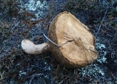 Suillus viscidus