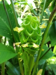 Goeppertia cylindrica
