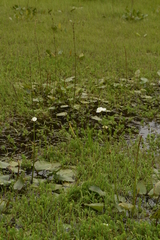 Echinodorus longiscapus