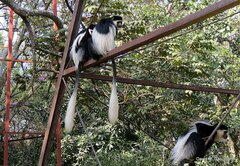 Colobus guereza gallarum