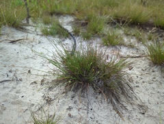 Fimbristylis polytrichoides