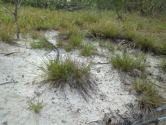 Fimbristylis polytrichoides