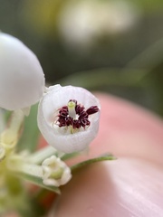 Arctostaphylos pallida