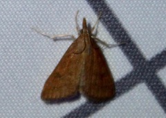 Udea rubigalis