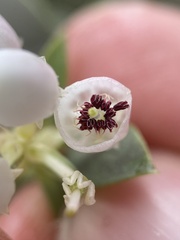 Arctostaphylos pallida