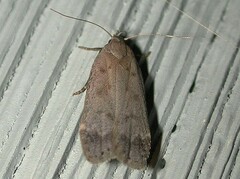 Anacampsis innocuella