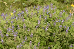 Lupinus bracteolaris