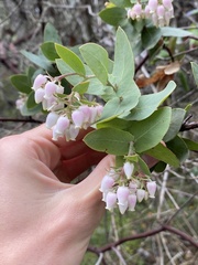 Arctostaphylos pallida