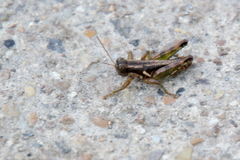 Paraidemona