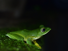 Rhacophorus malabaricus