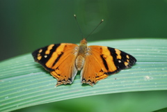 Hypanartia lethe