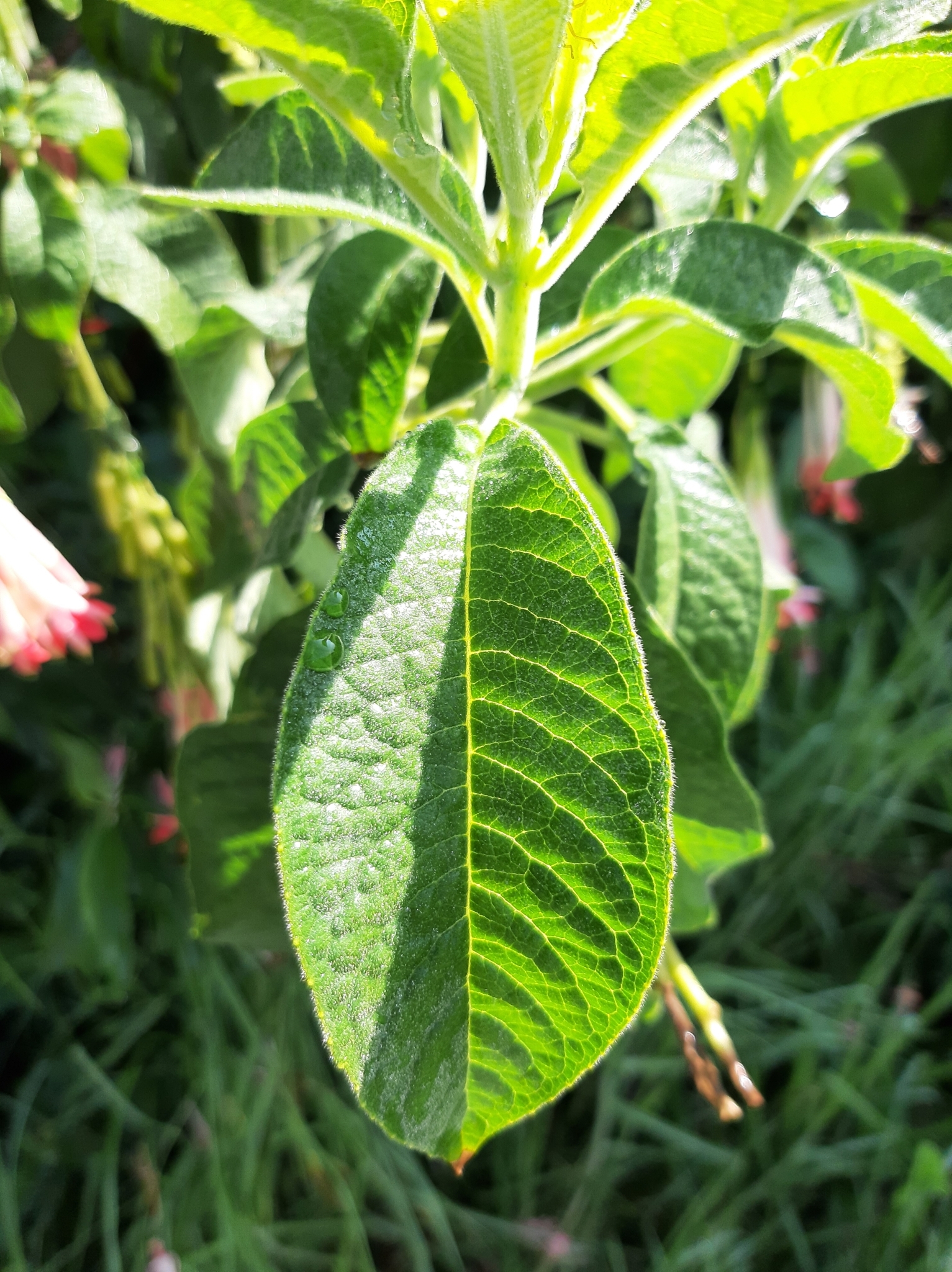 Fuchsia boliviana image