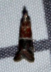 Moodna ostrinella