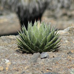 Agave horrida perotensis