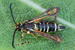 Bembecia ichneumoniformis