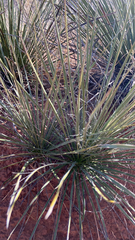 Yucca glauca