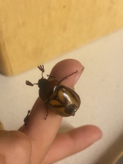 Oryctomorphus bimaculatus