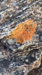 Teloschistaceae
