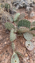 Opuntia phaeacantha