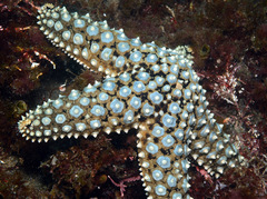 Pisaster giganteus