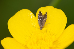 Glyphipterix simpliciella