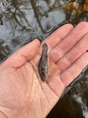 Aphredoderus sayanus