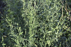 Dicliptera sexangularis