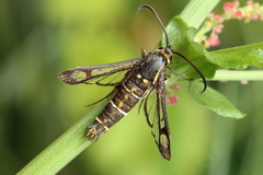 Pyropteron triannuliformis