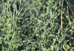 Dicliptera sexangularis