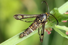 Pyropteron triannuliformis