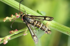 Pyropteron triannuliformis